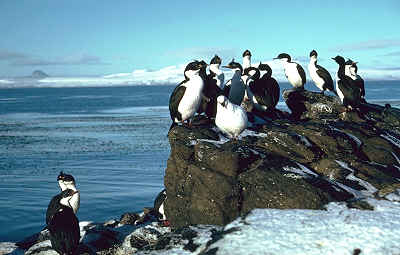 Cormorans