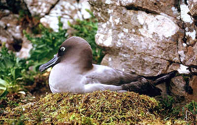 Albatros Fuligineux