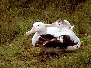 Albatros hurleur