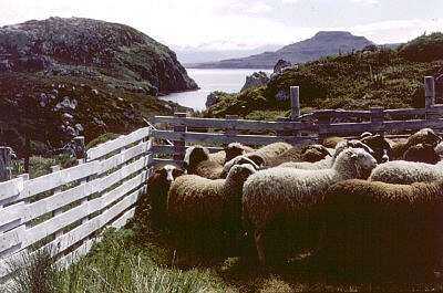 Moutons sur l'île Longue