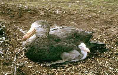 Pétrel géant et son petit