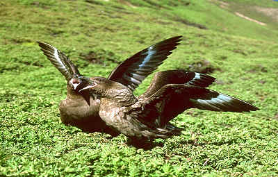 Skuas